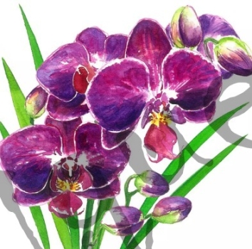Serviette orchidea