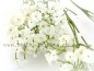 Preview: Gypsophila weiss