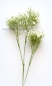 Preview: Gypsophila weiss