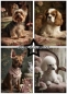 Preview: Paper Favourites A5 Shabby Dogs