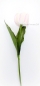 Preview: Tulpe zartrosa