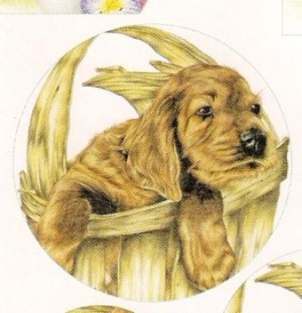 Preview: Pyramides Hunde