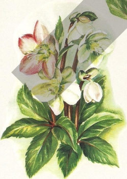 Preview: 3D Schnittbogen Blumen