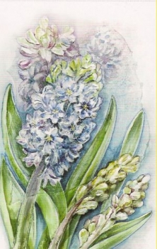 Preview: 3D Schnittbogen Hyazinte / Tulpen