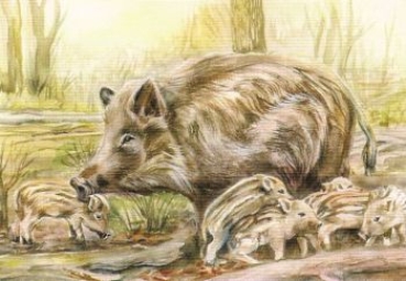 Preview: 3D Schnittbogen Wildschweine