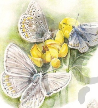 Preview: 3D Schnittbogen Schmetterlinge