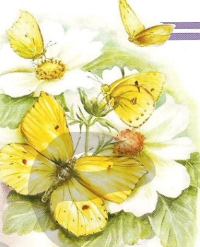 Preview: 3D Schnittbogen Schmetterlinge