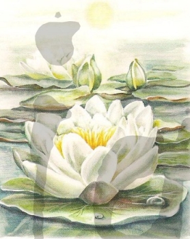 Preview: 3D Schnittbogen Seerose weiss