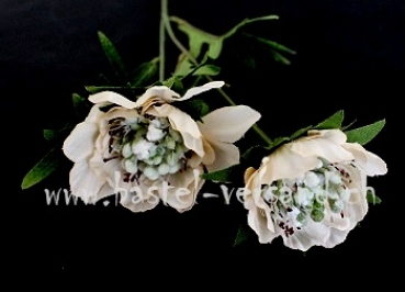 Preview: Anemone weiss