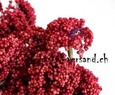 Preview: Blütendolden rot