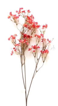 Gypsophila weinrot