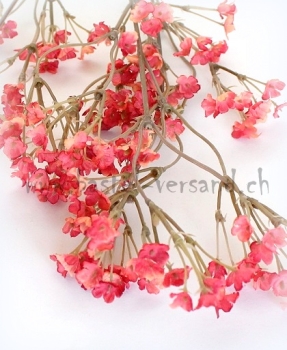 Preview: Gypsophila weinrot
