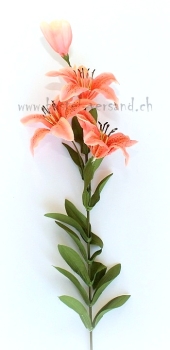 Preview: Lilie lachs