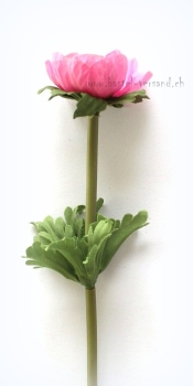 Preview: Anemone rosa