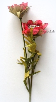 Preview: Anemone rot