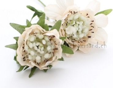 Preview: Anemone weiss