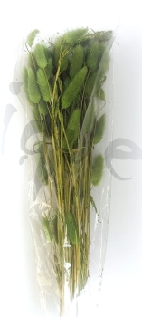 Lagurus grün ca. 20 gramm