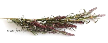 Rispenzweig dunkelrot