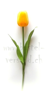 Tulpe gelb