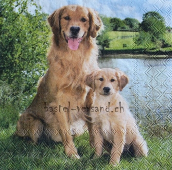 Serviette golden retriver