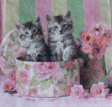 Serviette cats in box