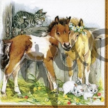 Serviette kitten & foals in stable