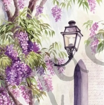Serviette lantern among wisteria blomm