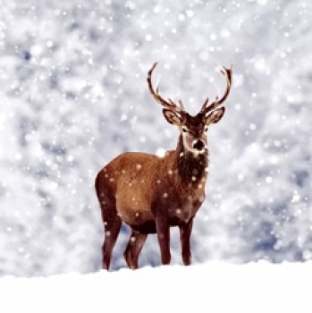 Serviette winter deer