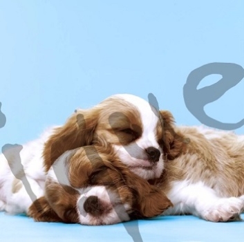 Serviette puppy love