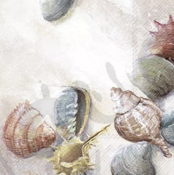 Serviette shells on the beach