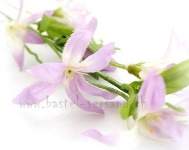 Sternblume lila/weiss