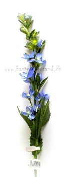 Preview: Sternblüte blau