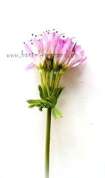 Preview: Sternblume lila