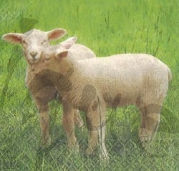 Serviette schafe