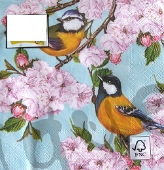 Serviette tits on cherry blossom twig