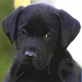 Serviette labrador welpe (2Stk.)