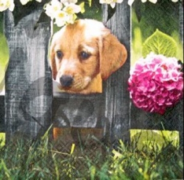 Serviette welpe am zaun (2Stk.)