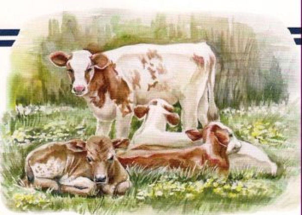 3D Schnittbogen Kühe und Kälber