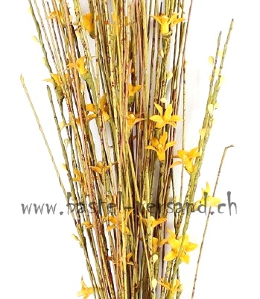 Sternblütenzweig gelb