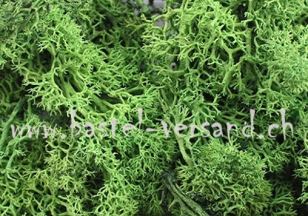 Islandmoos hellgrün