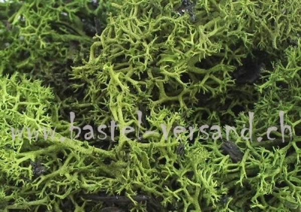 Islandmoos moosgrün