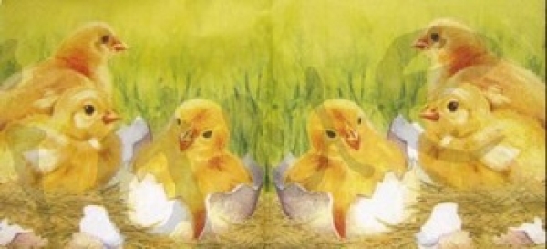 Serviette küken schlüpft aus dem ei