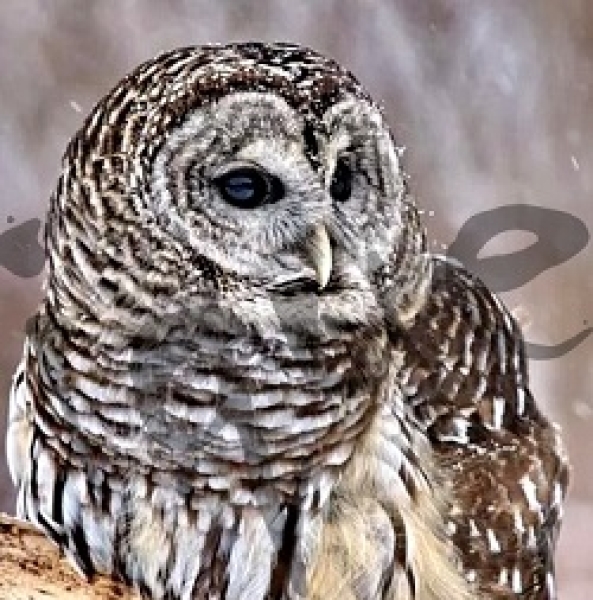 Serviette barred pattern owl