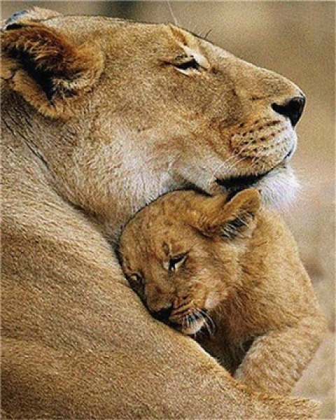 Diamond Painting Löwin mit jungem