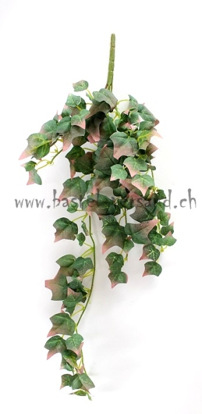 Efeuzweig mit roten Spitzen