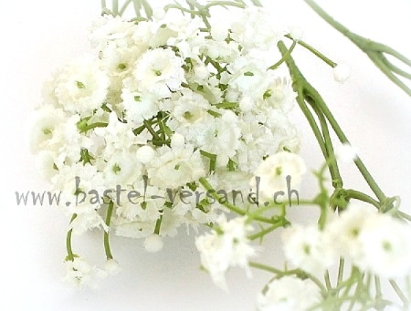 Gypsophila weiss
