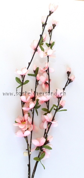 Kirschblütenzweig rosa