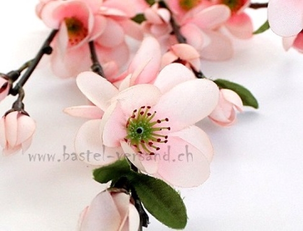 Kirschblütenzweig rosa