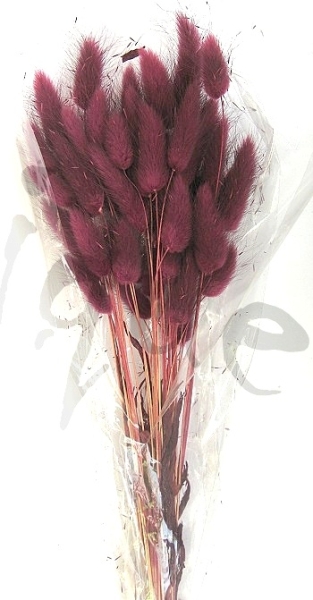 Lagurus bordeaux ca. 20 gramm