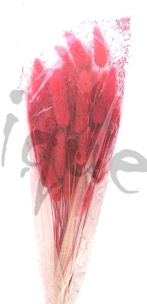 Lagurus rot ca. 20 gramm